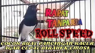 kacer isian mewah! Roll speed Rapat Buat kacer lain Auto Respon! #kacergacor @hasanarifinkacer
