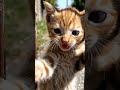 #KittenShorts#CuteAnimals#SadStory#AnimalLovers#CatVideos