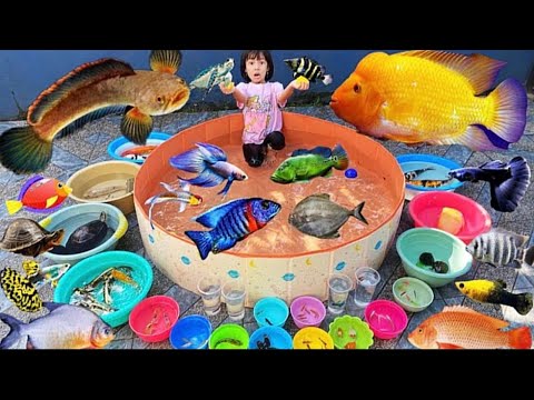 Mencampur Bibit Ikan & Ikan Besar Banyak Banget, Ikan Koi, Patin, Lele, Nila, Gurame, Koki,Kura kura
