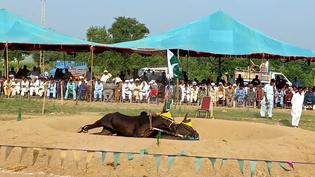 Champion Bulls New Record Ahkara Bail Pindesedpur Qurashe Basharat Ali Chak Qazi Bull Race 4 Sep