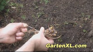 Download Lagu Steppenkerze im Blumenbeet pflanzen MP3