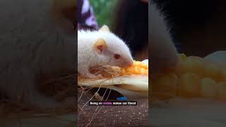 Meet the Stunning Rare Albino Squirrel