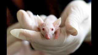 Oral gavaging in mice