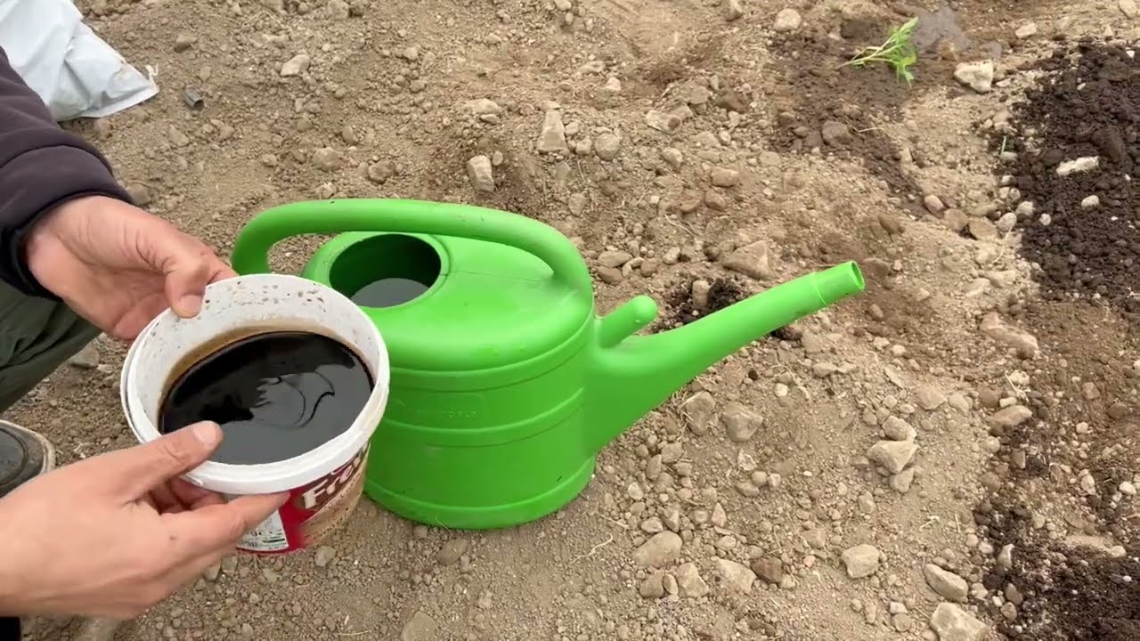 Gübreleme Nasıl Olmalı?