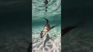 Swimming with seals in Western  Australia 😍