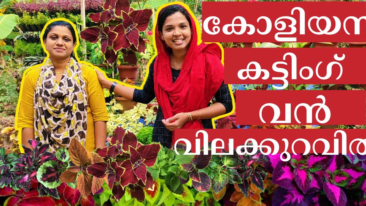 Черенкование колеуса по отличной цене. Черенки колеуса. Сорта колеуса.