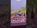 Así se ven todas mis corydoras COMIENDO #animales #peces #fish #acuario #corydoras #aquarium