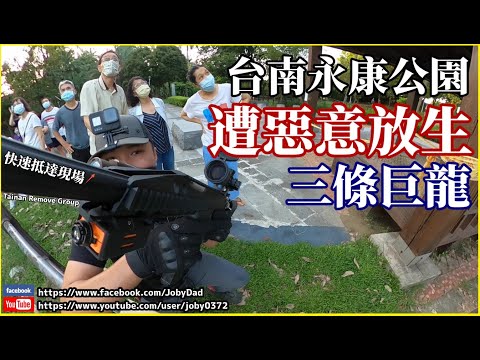 【緊急！】台南永康公園遭人「惡意放生」三巨龍！公園民眾驚訝圍觀！巨大綠鬣蜥２０米高空擊落水 | 恐龍在我家EP3