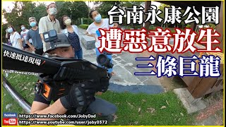 【緊急】台南永康公園遭人「惡意放生」三巨龍公園民眾驚訝圍觀巨大綠鬣蜥米高空擊落水 | 恐龍在我家EP3  | iguana | Taiwan