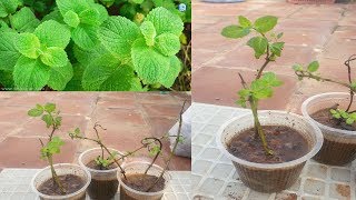 வீட்டில் புதினா செடி வளர்ப்பது எப்படி/How To Grow Pudina at Home / Veettu Thottam /Maadi Thottam