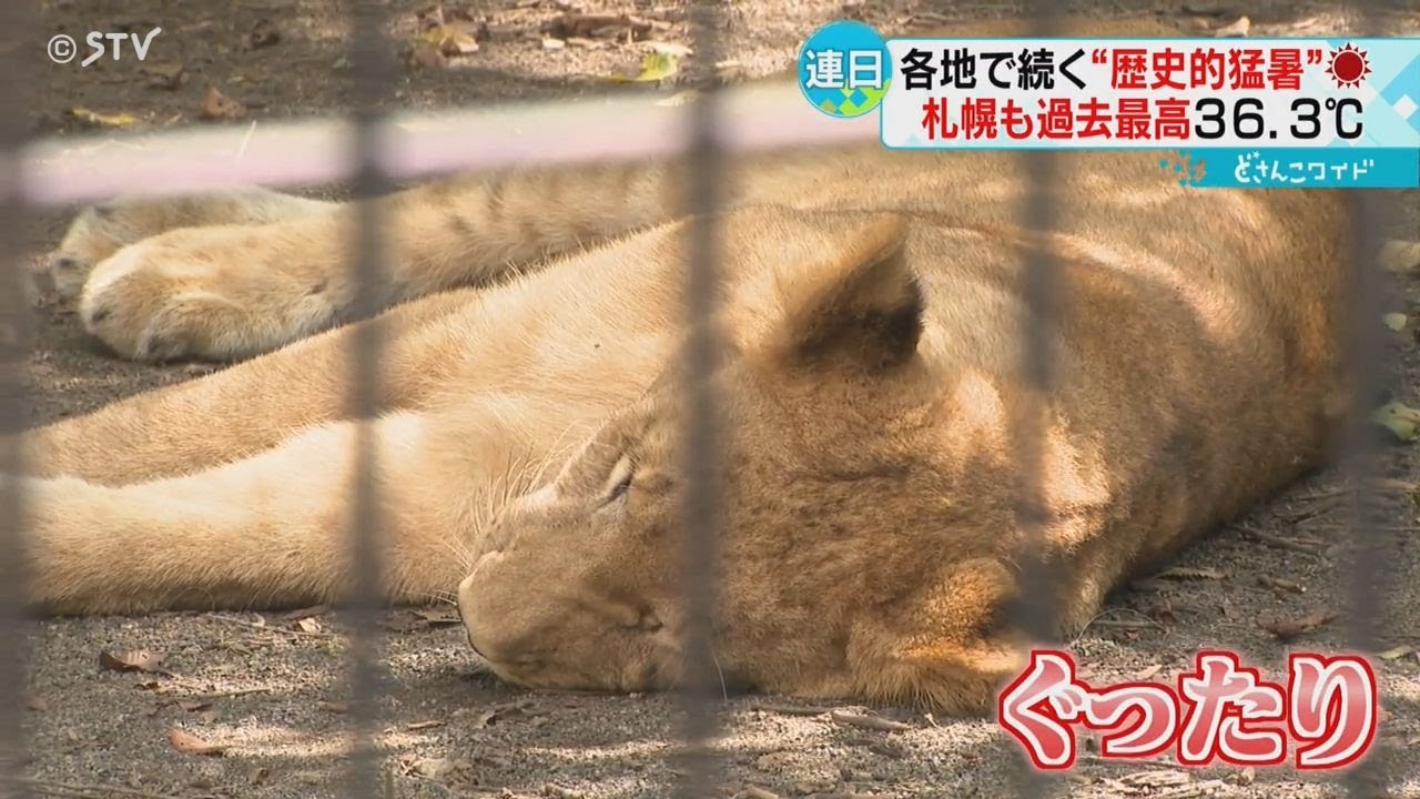 Historic heatwave: Sapporo reaches record high of 36.3 degrees