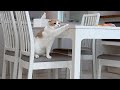 遊んでほしいと何回も床におもちゃを落としてくる猫が可愛すぎましたw