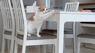 遊んでほしいと何回も床におもちゃを落としてくる猫が可愛すぎましたw