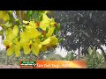 Cây mai rừng của người lính trận
