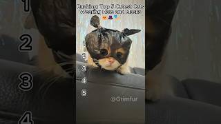 Ranking: Top 5 Cutest Cats Wearing Hats and Masks 😻🎩🎭 #rankingshorts #catmoments #funnycats