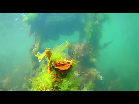 Bardini Reefer Shipwreck Freedive Bere Island West Cork May 2021