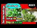 GIỮ Rau sống TƯƠI LÂU Rau Muống_Diếp Cá NON MƯỚT, kitchen tip, #223 suc khoe health tips