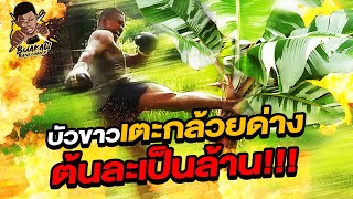 บัวขาวเตะต้นกล้วยด่าง ราคาต้นละเป็นล้าน!!!! (Eng Sub) EP.23 | Buakaw Banchamek