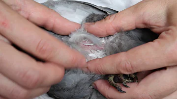 Как поставить голубю подкожный укол ✿ Give a subcutaneous injection to a pigeon