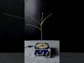 Tesla coil + plant ep4