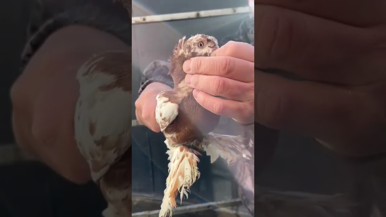 Узбекские голуби Pigeons الحمام Tauben  merpati کبوتر 鴿子 ハトkaʙūtar güvercinler porumbei 25/02/26