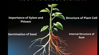 Root and Shoot System Explained | Ultimate Guide to Plant Growth & Functions!
