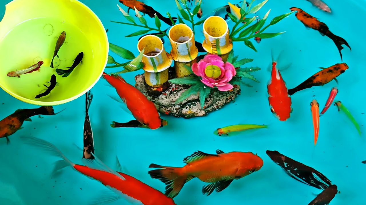 Fish In Pool REAL FISH - FISH IN THE POOL - FISH VIDEO- COLORFUL FISH #RIROfish ...
