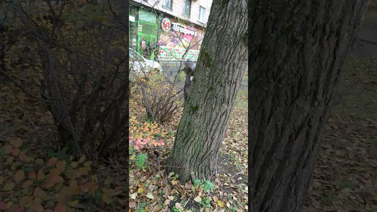 11.10.19 Кошка на тополе, ул.Маршала Тухачевского