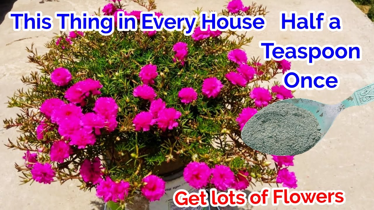 Portulaca Best Fertilizer for lots of flowers and buds/9 o'clock/Moss