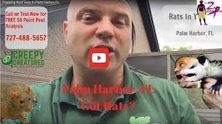 Trapping Roof Rats In Palm Harbor, FL