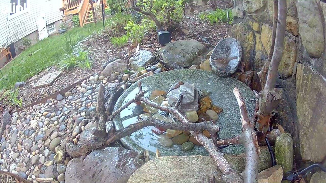 Male American Redstart Again