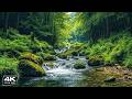 Music Therapy for the Heart & Blood Vessels🌿Relaxing Music to Reduce Stress, Stop Overthinking