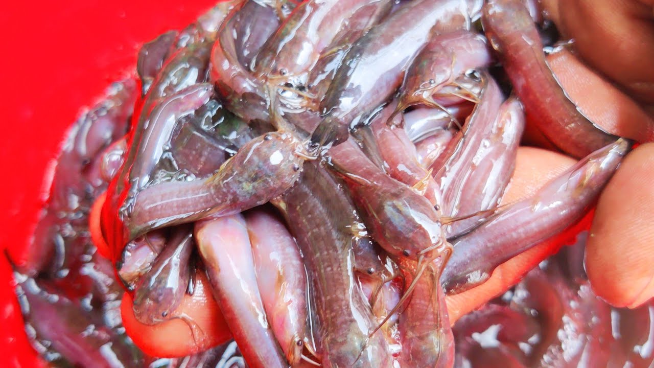 Deshi Magur fish farm| Fish culture in pond |দেশী মাগুর মাছের পোনা চাষ ...