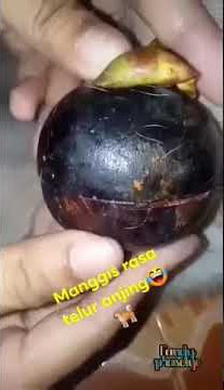 Video Ngakak Manggis Rasa Telur Anjing🤣