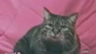 PTSD Cat