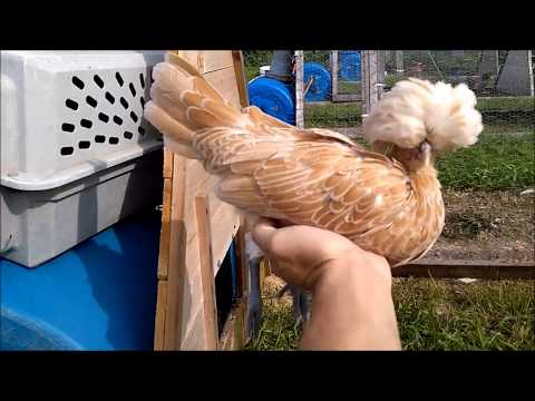 Video: Chicken In Polish