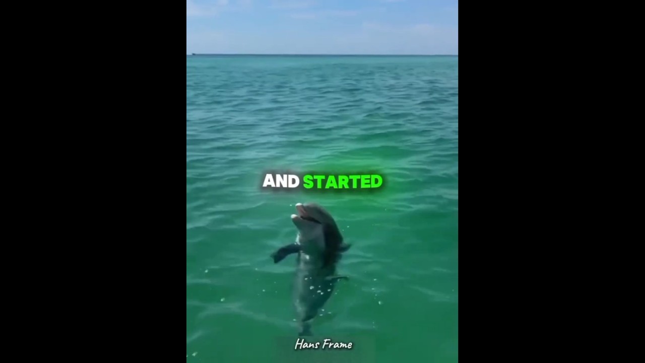 Этот дельфин хочет рыбу, которую ему присвоил мужчина. 🐟 