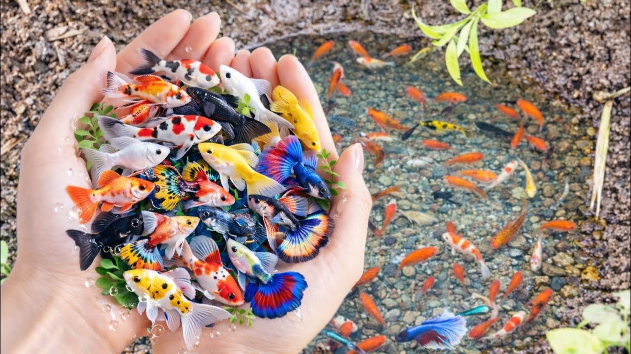 UNBELIEVABLE DISCOVERY: COLORFUL BETTA AND GOLDFISH IN A TINY STREAM!#ANNHIENFISHTV 