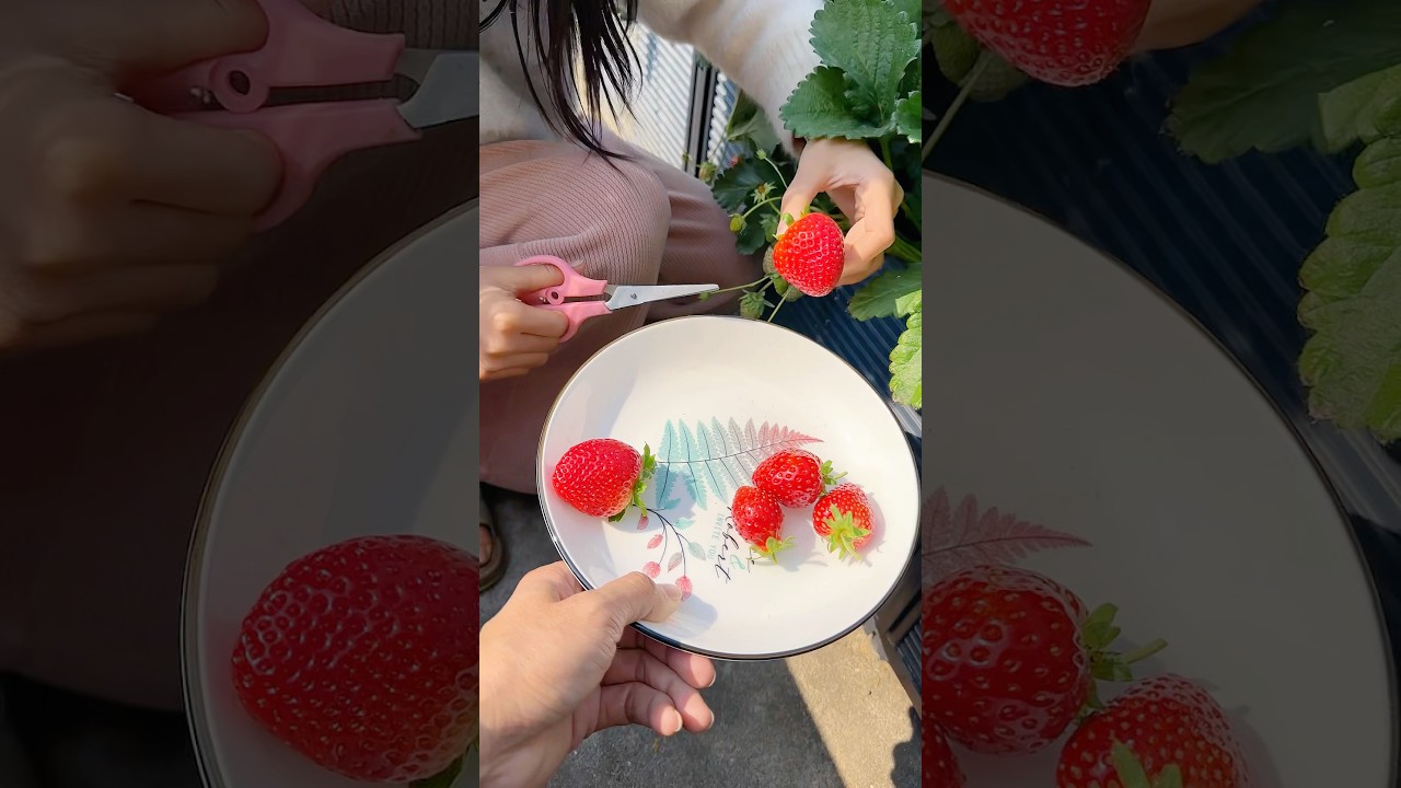 Picking Red & White Strawberries from my garden 🪴#nature #shorts — Fruits & Nature YouTube video
