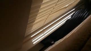 Catasaurus Rex Escapes