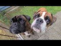 EMERGENCY RESCUE - BOXERS IN NEED! 😎 Typical Boxer Behaviour!