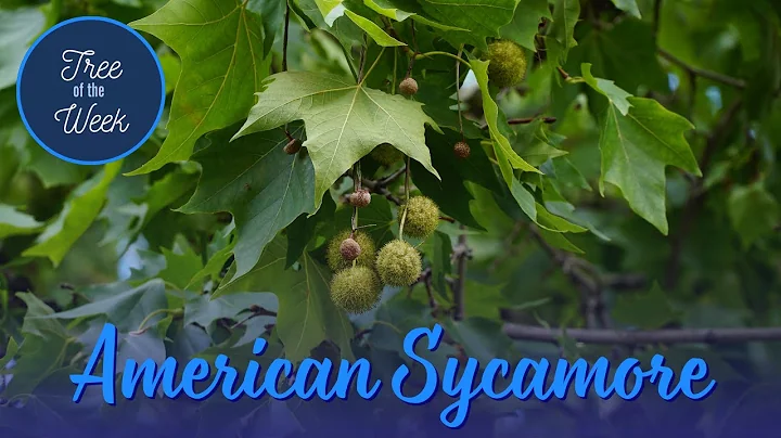 Tree of the Week: American Sycamore - DayDayNews
