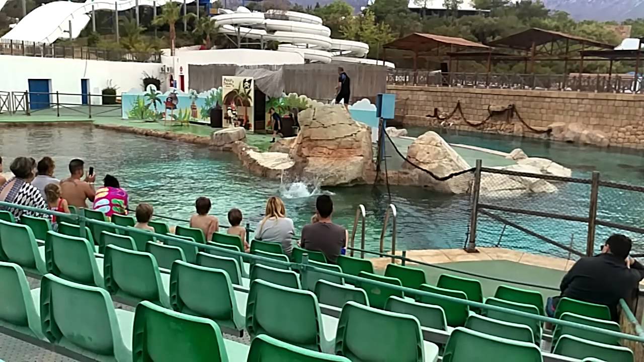 Terra NATURA Zoo Benidorm. May 2015. Sealion dive YouTube