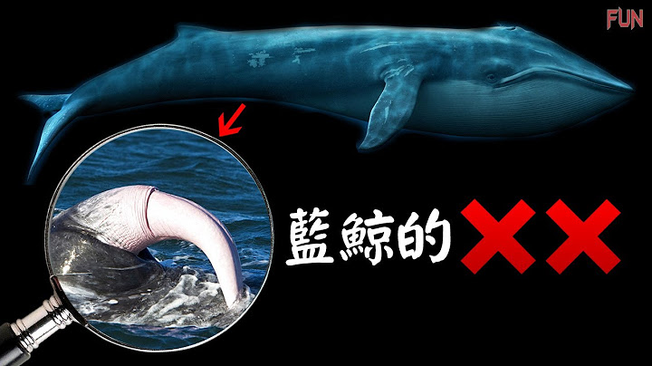 深入了解海洋动物的私生活 | 海洋爱情故事 | 海豚是个调情高手 - 天天要闻
