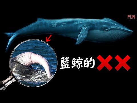 鲸鱼如何知道何时交配？