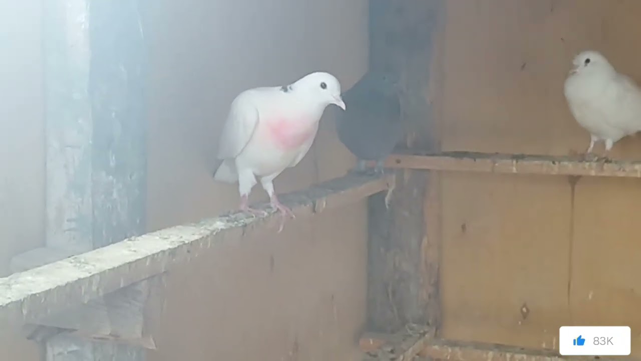 Əlfağa dayının qonağı olduq.