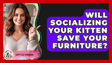 Will Socializing Your Kitten Save Your Furniture? - Happy Cat Handbook
