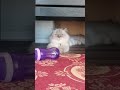 SICAKTAN BUNALDIM#cat #ytdayibenionecikarnolur #cute #kitten #kedi #funny #abone #tatil#keşfet