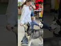 🐶Фестиваль хаски пройдет в Петербурге 16 и 17 мая