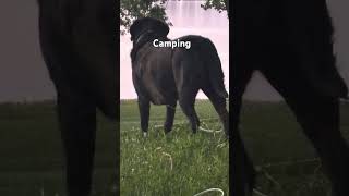 The dog was enjoying the sunset!! #camping